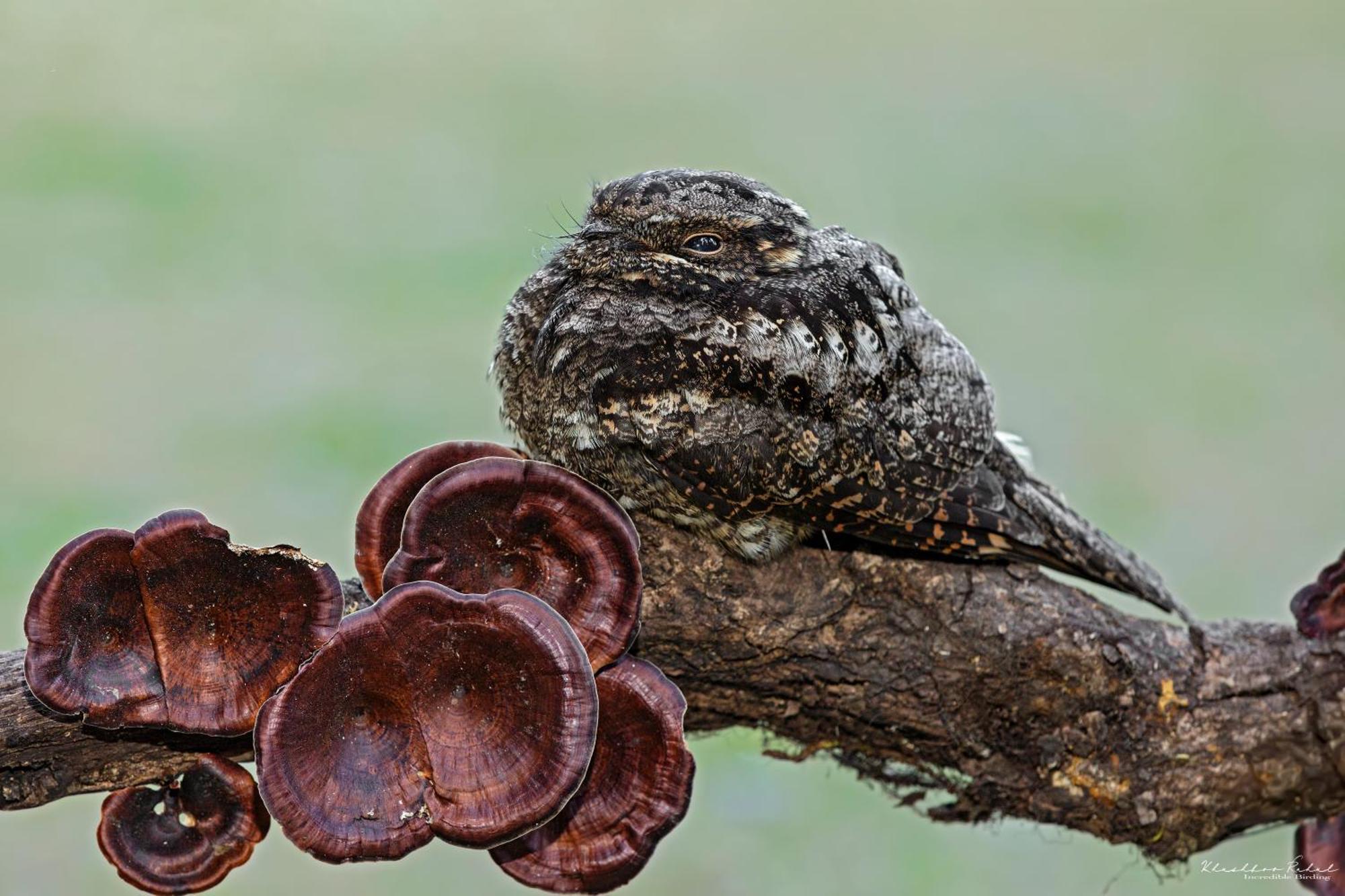 Incredible Birding Camp Apartment Bhīm Tāl Екстериор снимка