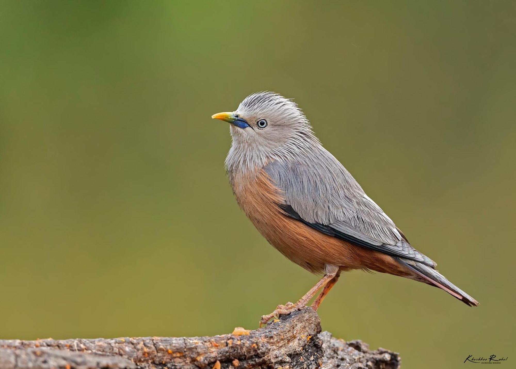Incredible Birding Camp Apartment Bhīm Tāl Екстериор снимка
