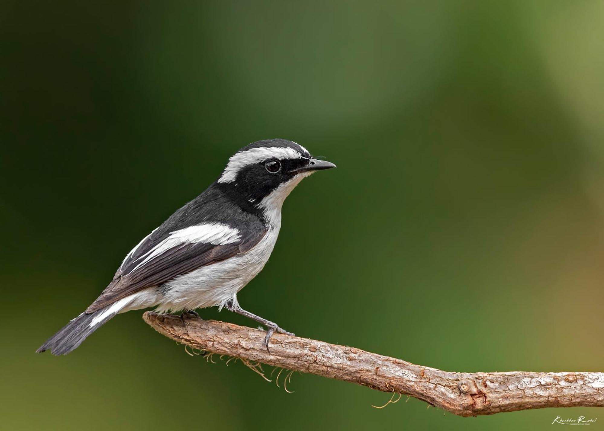 Incredible Birding Camp Apartment Bhīm Tāl Екстериор снимка