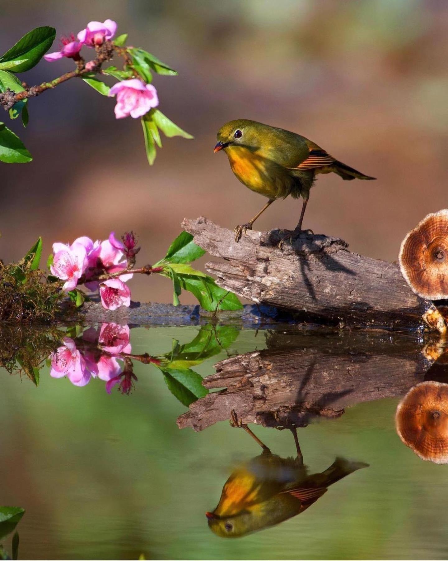 Incredible Birding Camp Apartment Bhīm Tāl Екстериор снимка